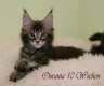 Typvolle Maine Coon Kitten
